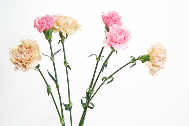 istock bouquet of carnation in a white background 997956998