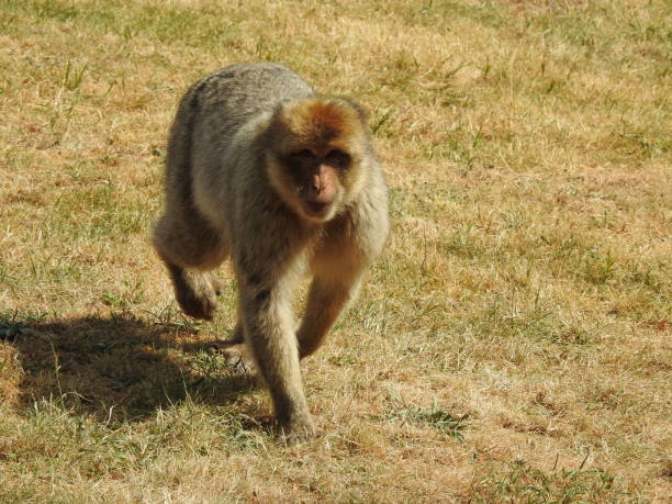 istock Barbary macaques in the UK. 997965650