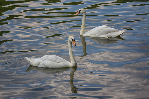 Two beautiful white swans swim in the lake. Birds