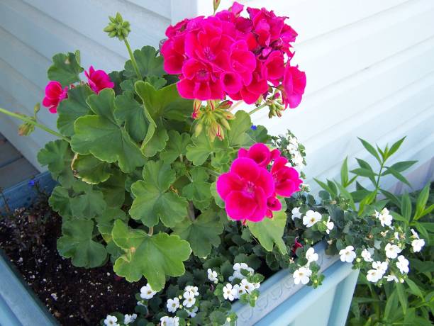 istock Bright pink Geraniums in the flower box. 997968678