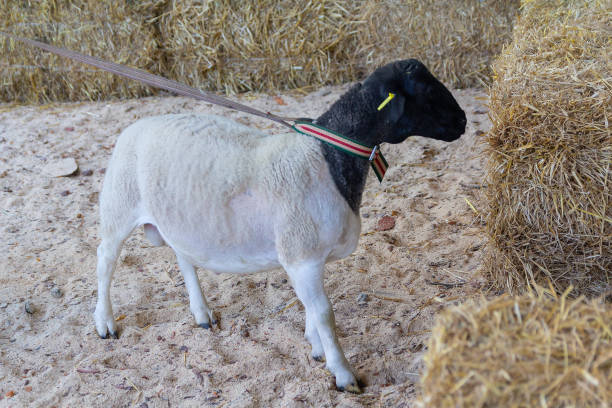 istock Young  on a leash at an animal auction. Farming 997968680