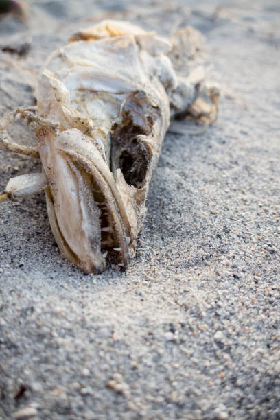 Dead Fish Structure 580+ Dead Fish Skeleton On The Beach Stock Photos, Pictures & Royalty ...