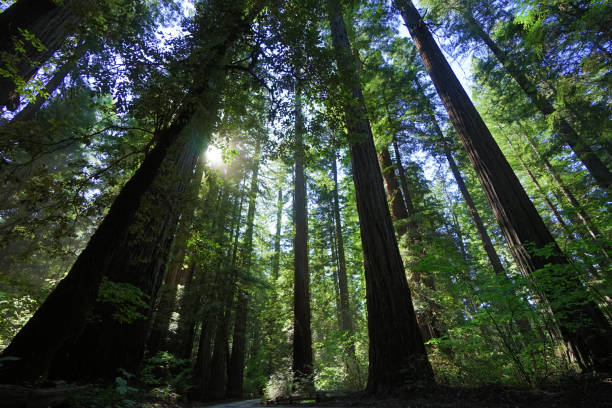 istock Red Woods Forest Tree Line View From The Forest Floor In California 997969500