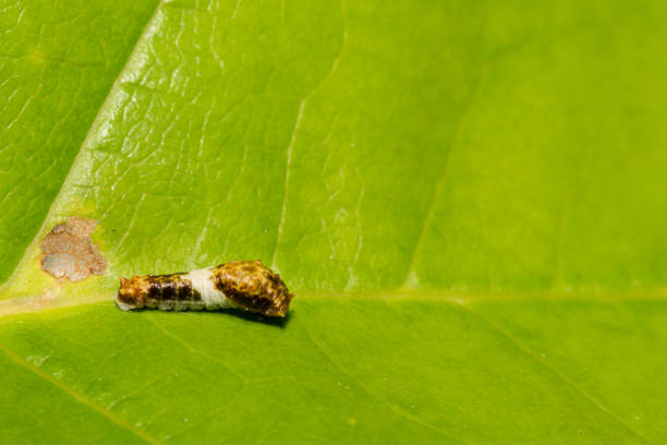 Eastern Tiger Swallowtail Caterpillar Early instar Tiger Swallowtail Caterpillar, bird poop mimic. instar stock pictures, royalty-free photos & images