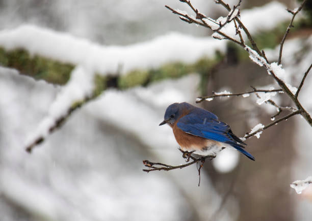 istock Eastern Bluebird Perched on a Snowy Branch 997973260