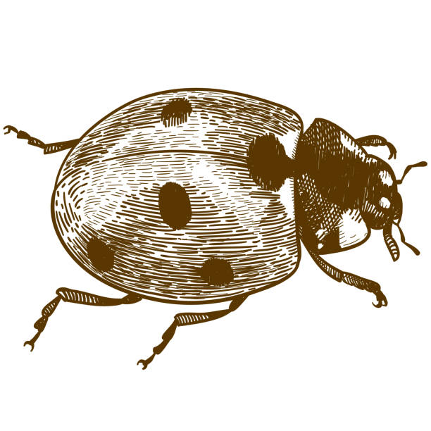 darstellung der marienkäfer oder marienkäfer gravur - ladybug stock-grafiken, -clipart, -cartoons und -symbole