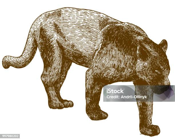 Engraving Illustration Of Black Panther Stock Illustration - Download Image Now - Mountain Lion, Engraving, Illustration