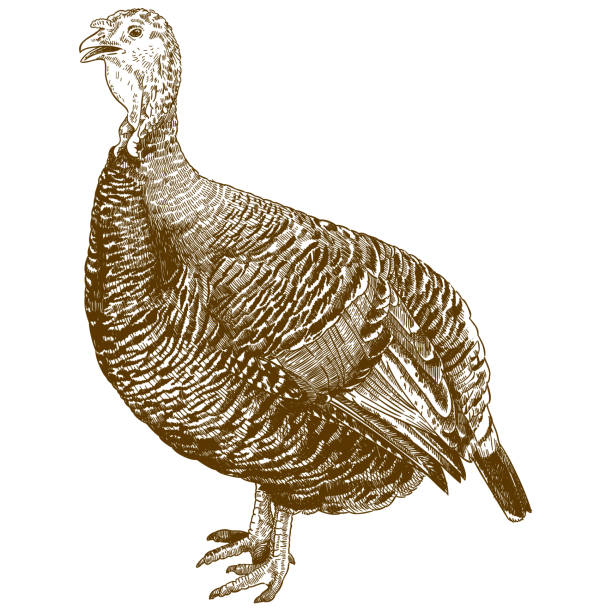 engraving illustration of turkey bird Vector antique engraving drawing illustration of turkey bird isolated on white background goose bird illustrations stock illustrations