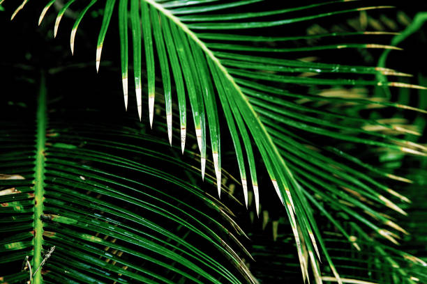 istock Tropical palm leaves, floral pattern background 997991222