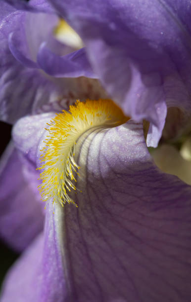 istock Close-up of Purple Bearded Iris 997991262