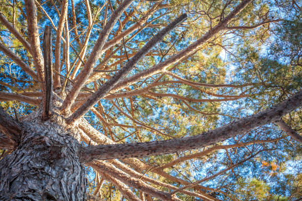 istock An old tree standing tall from the ground. Long braches extending up in the sky. Sun shining bright over the tropical plant. Nature preservation and saving the environment advocacy. 997994108