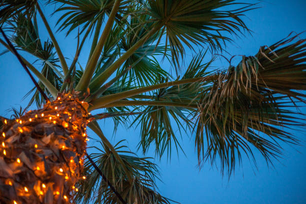 istock A tall palm tree under the sky. Artificial lights glittering around the trunk. An electrical cable wire passing through the plant.Garden design ideas and concept. 997994600