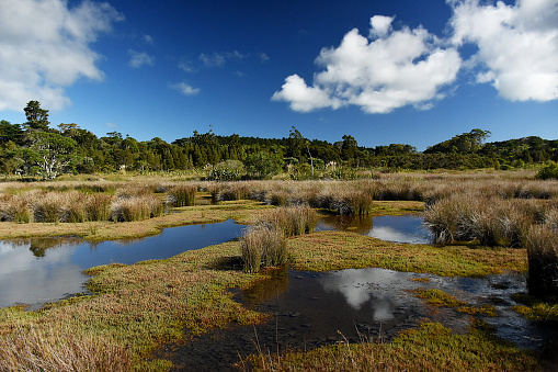 Wetlands, New Zealand