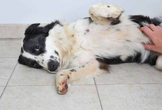 Border Collie dog getting belly scratched Border Collie dog in an animal shelter waiting to be adopted border collie photos stock pictures, royalty-free photos & images