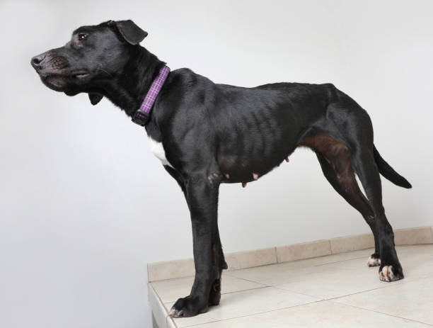 istock Abused dog in animal shelter 998025098