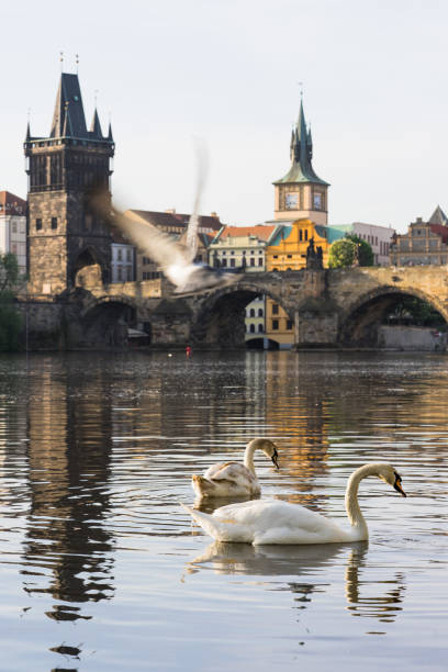 istock Charles Bridge and white swan in the Vltava River 998025150