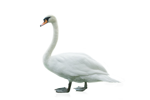 White swan isolated over a white background