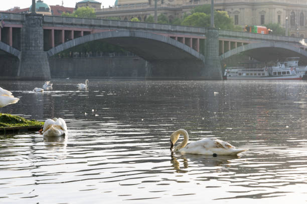istock flocks of white swan in the river 998031466