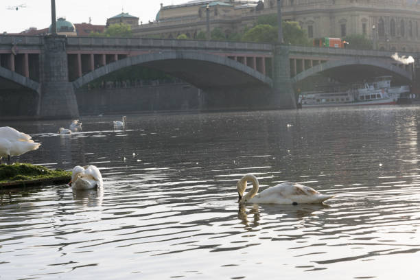 istock flocks of white swan in the river 998031480