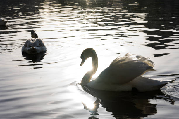 istock flocks of white swan in the river 998031574
