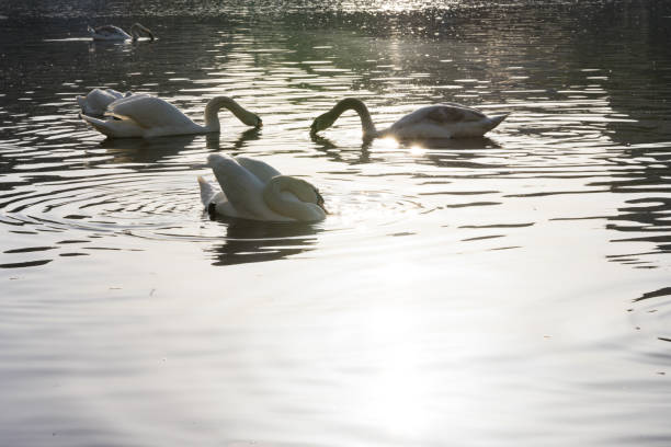 istock flocks of white swan in the river 998031742