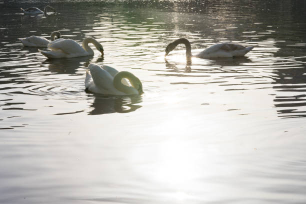 istock flocks of white swan in the river 998031778