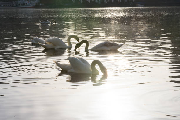 istock flocks of white swan in the river 998031802