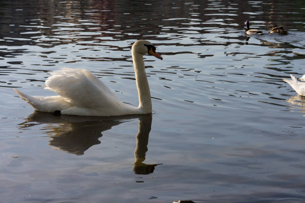 istock single white swan swimming in the river 998031876