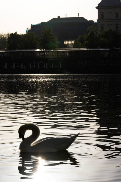 istock single white swan swimming in the river 998031904