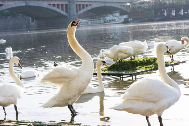 istock flocks of white swan 998032488