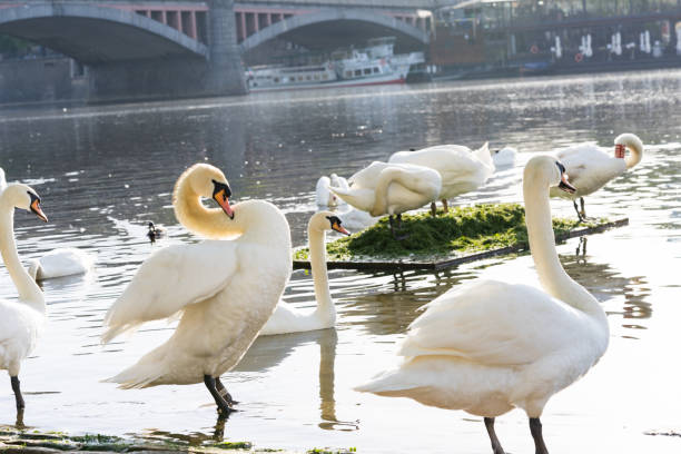 istock flocks of white swan 998032500