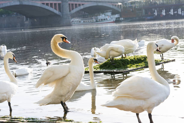 istock flocks of white swan 998032528