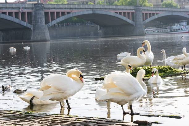 istock flocks of white swan 998032552