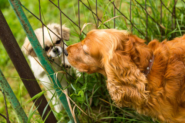 istock cocker spaniel and pekingese friends over fence 998034956