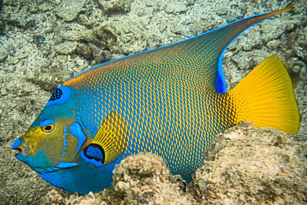 istock Blue Angel Fish - Roatan, Honduras 998041848