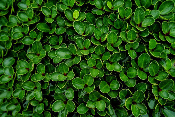 Natal plum or Boxwood Beauty (Carissa grandiflora) with rain drops Natural background, natural texture artificial flower stock pictures, royalty-free photos & images