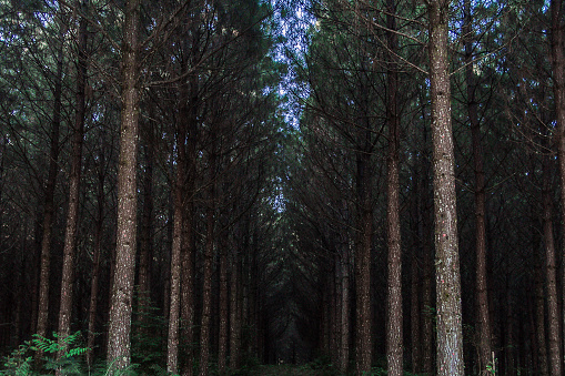 a typical brazilian spruce-fir forest