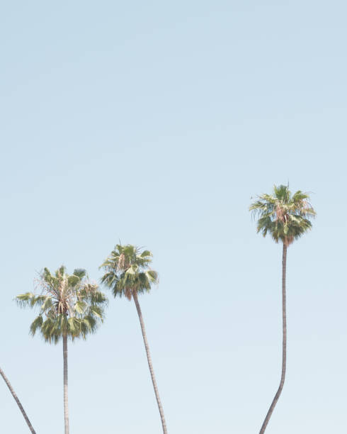 istock Vintage palm trees in summer 998049036