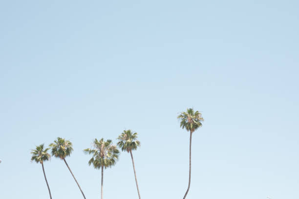 istock Vintage palm trees in summer 998049100