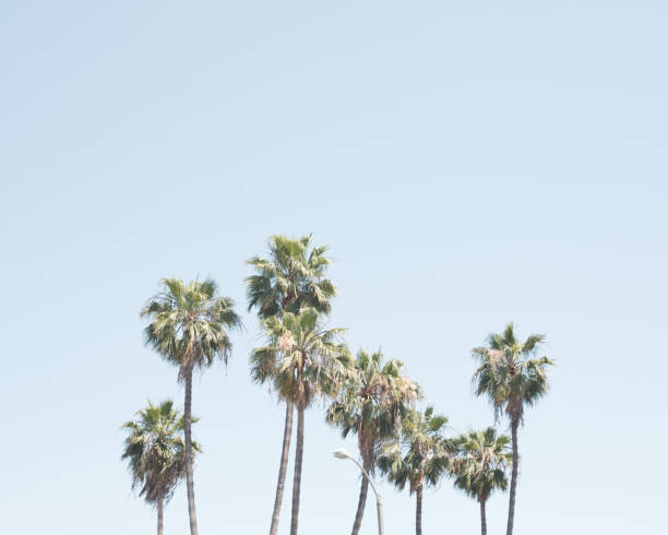 istock Vintage palm trees in summer 998049518
