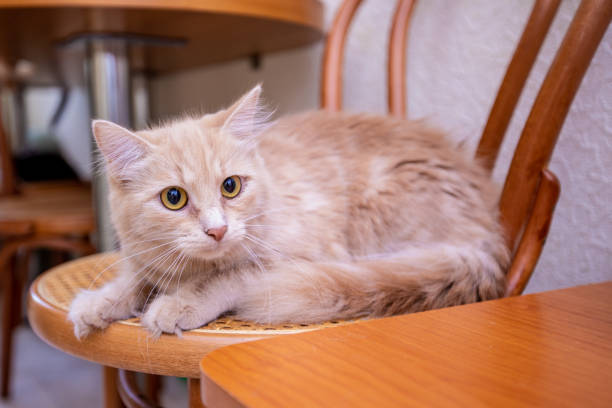 istock Red beautiful funny cat smiling at home 998059404