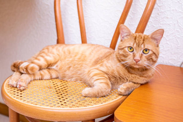 istock Red beautiful funny cat smiling at home 998059406