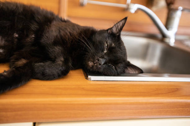 Black cat sleeps  on the sink