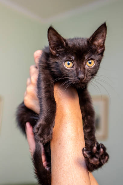 istock Black funny cat with big yellow eyes 998059454