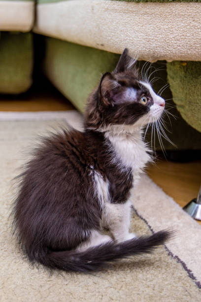 istock Black funny cat with big yellow eyes 998059480