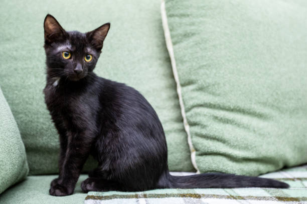 istock Black funny kitten sits on a green sofa 998059702