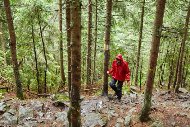 istock Woman hiking in the forest 998078106