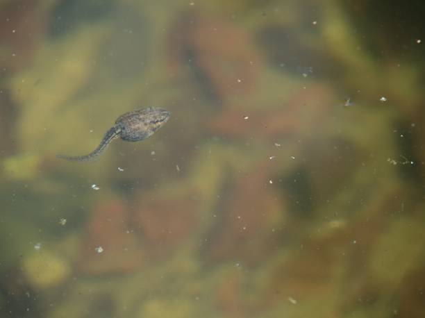 istock Tadpoles swimming in the water 998082194