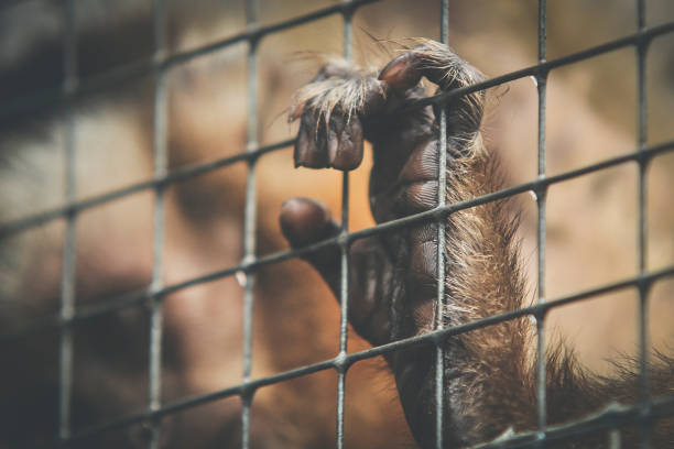 istock Cropped Image Of Monkey In Cage 998086354