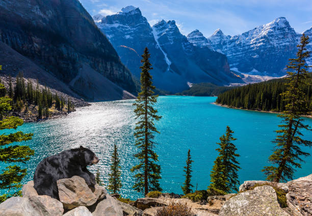 powerful black bear rests on the lake - lake mountain range mountain deep imagens e fotografias de stock